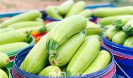 潍坊坊子吃瓜,夏日吃瓜盛宴，品味传统与现代交融的美食文化